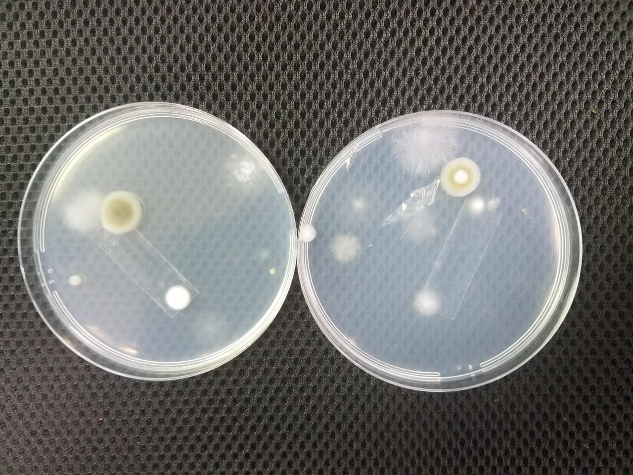 Help! I Think My Workplace is Making Me Sick! What Should I Do If I Suspect Mold at Work? Mold