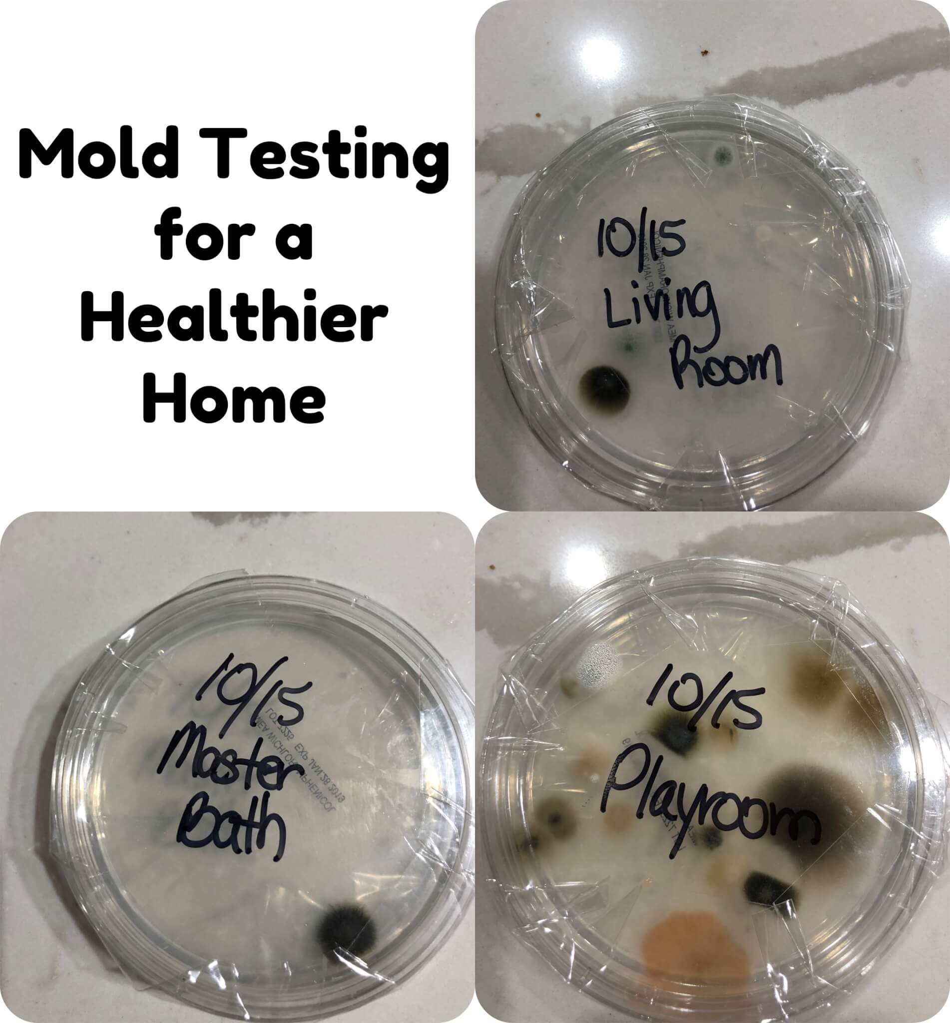 Mold Testing: KNOWING is Half the Battle