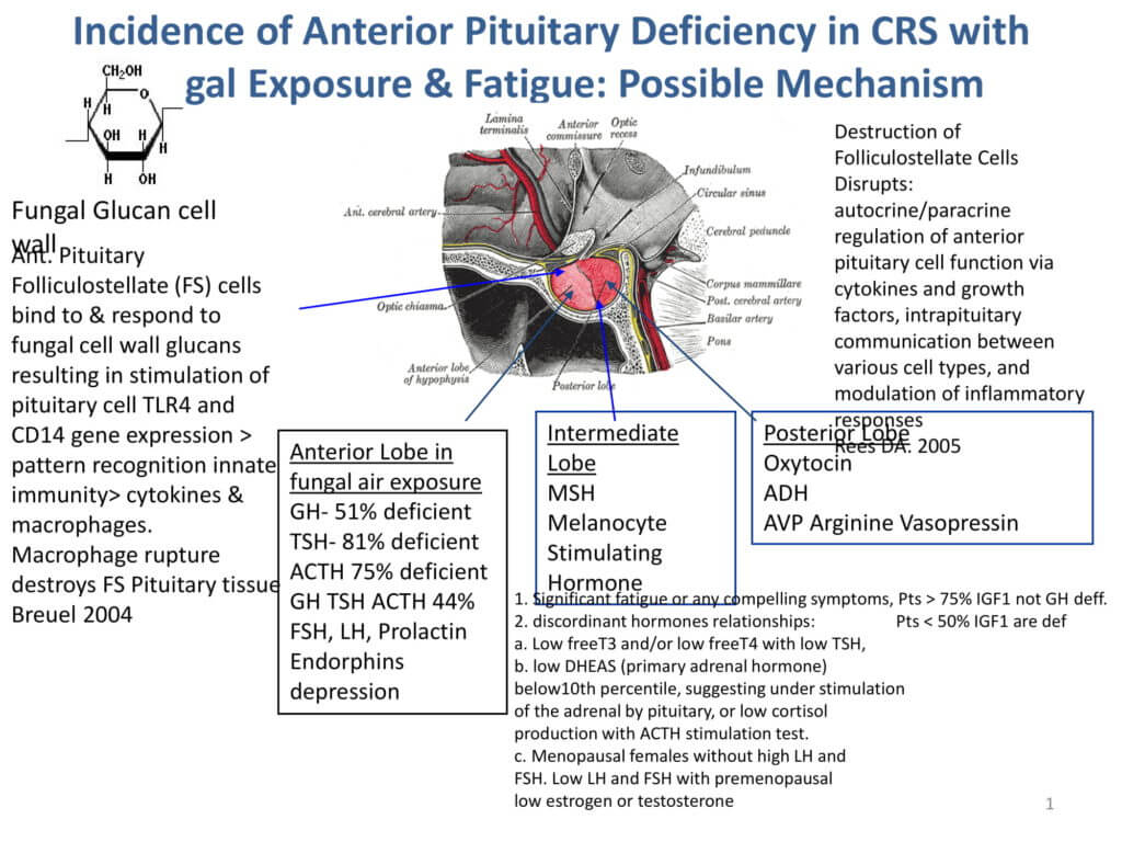 Pituitary diagram