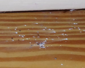 droppings spider floor wood